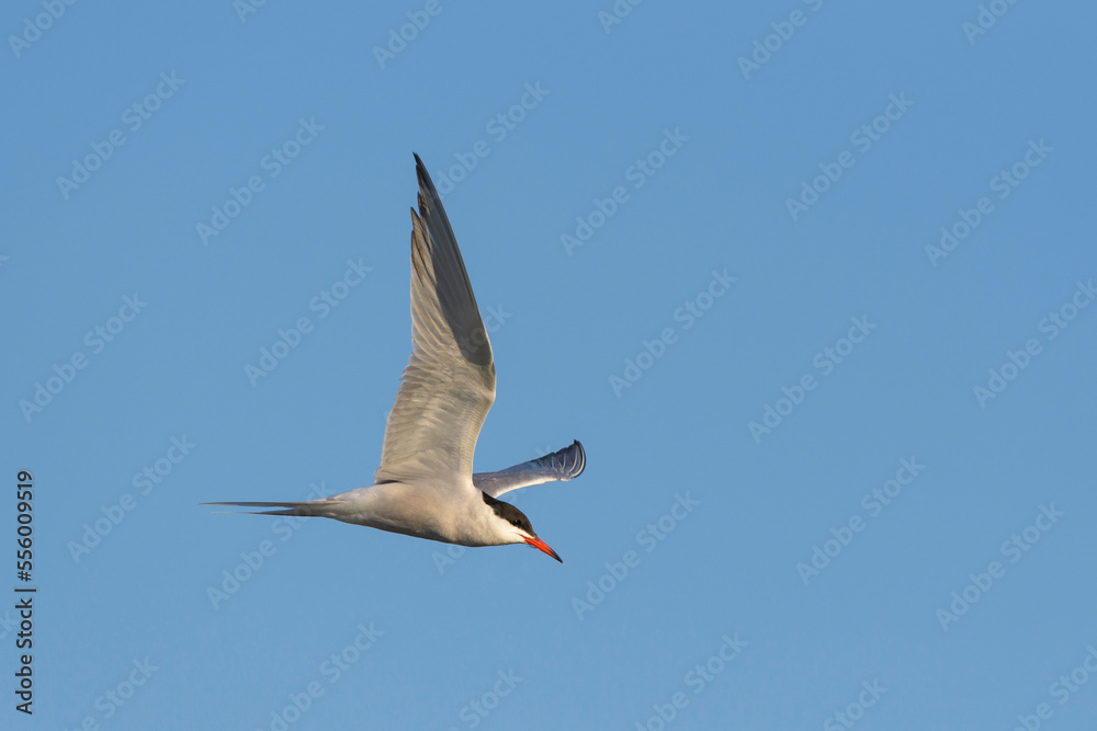 Side view of a common tern (Sterna hirundo) in flight against a blue sky over Lake Neusiedl in Burgenland, Austria Side view of a common tern (Sterna hirundo) in flight against a blue sky over Lake Neusiedl in Burgenland, Austria