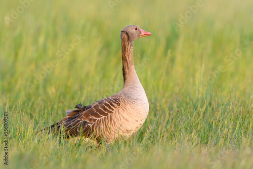 Profile portrait of a greylag goose (Anser anser) standing in a grassy field at Lake Neusiedl in Burgenland, Austria photo
