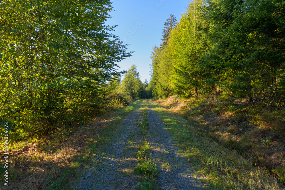 Forest path in the morning, Vielbrunn, Michelstadt, Odenwald, Hesse, Germany Forest path in the morning, Vielbrunn, Michelstadt, Odenwald, Hesse, Germany