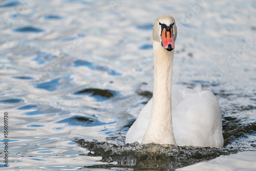 Close-up portrait of a mute swan (cygnus olor) swimming, Europe