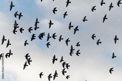 Flock of domestic pigeons (columba livia domestica) swarm in sky, Europe photo