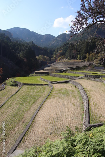 東峰村の竹の棚田 photo