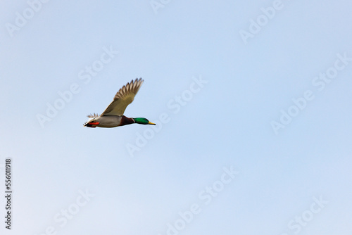 Male mallard in flight against clear blue sky in Puyallup, Washington.