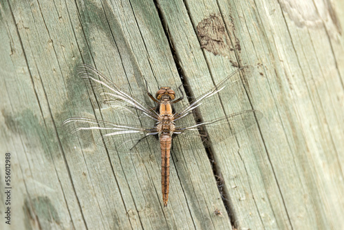 chalk-fronted corporal, Ladona julia, teneral, perched on a dock photo