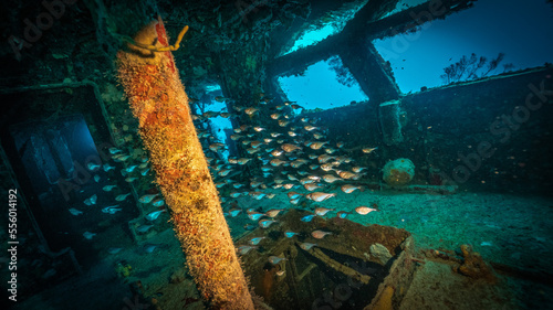 school of fish inside a shipwreck