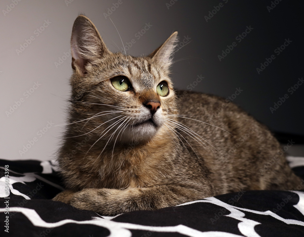 Portrait of a tabby cat, cute and lovely, lying on the sofa. 