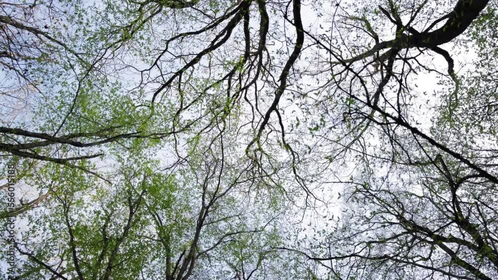 rotational movement of the camera on the crowns of trees in the forest. Bottom Up View of Lush Green Foliage of Trees. Move Camera Bottom View of Sky Through Tall Trunk Foliage Trees. The tops of tree rotational movement of the camera on the crowns of trees in the forest. Bottom Up View of Lush Green Foliage of Trees. Move Camera Bottom View of Sky Through Tall Trunk Foliage Trees. The tops of tree