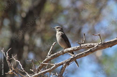 Perched Townsend’s Solitaire (Myadestes towsendi) 