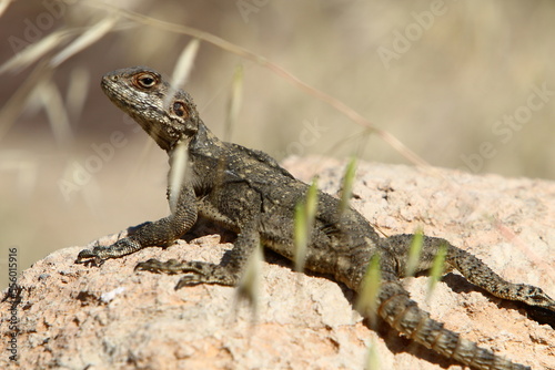 A lizard sits on a stone in a city park.