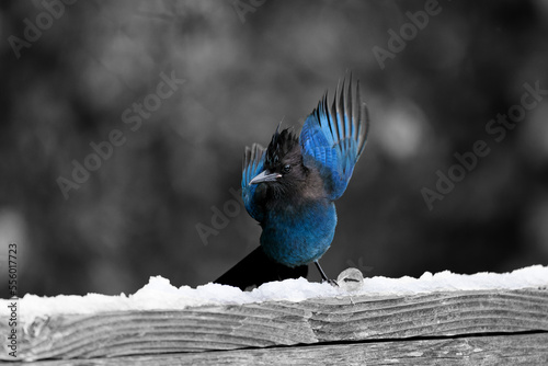 Steller's Jay perched on a wood fence with wings spread out behind. photo