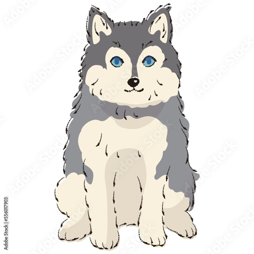 ポンスキーのイラスト（ポメラニアンとシベリアンハスキーのミックス犬）