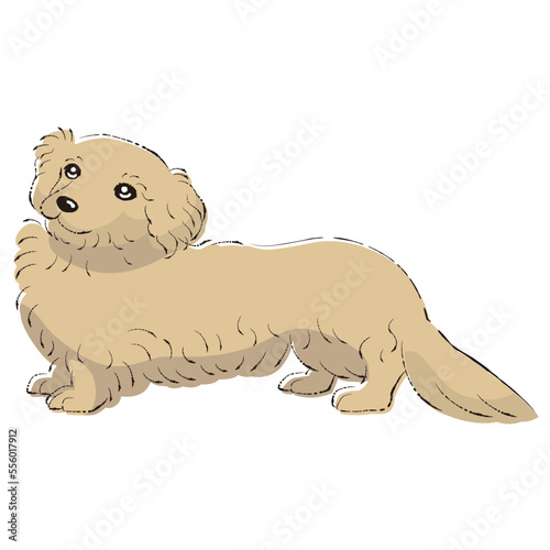 ダップーのイラスト（ダックスフントとトイプードルのミックス犬）