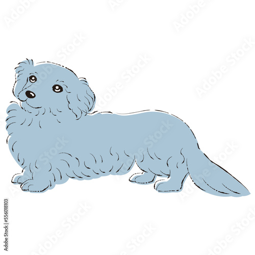ダップーのイラスト（ダックスフントとトイプードルのミックス犬）