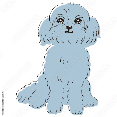 ペキプーのイラスト（ペキニーズとトイプードルのミックス犬）