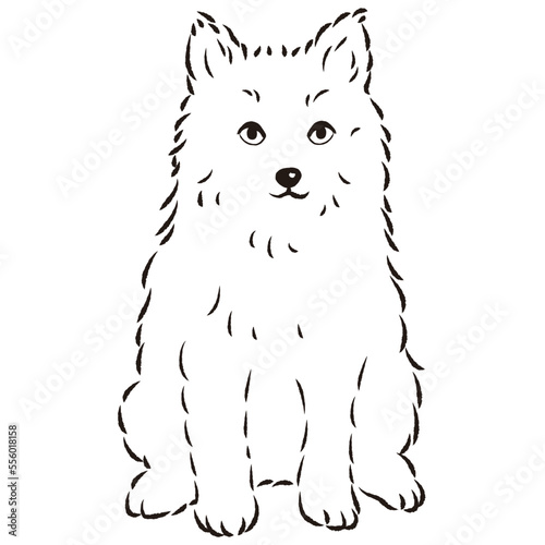 ポンスキーのイラスト（ポメラニアンとシベリアンハスキーのミックス犬）