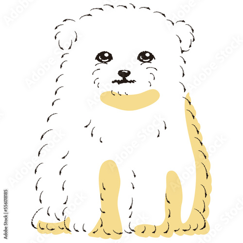 マルポメのイラスト（マルチーズとポメラニアンのミックス犬）