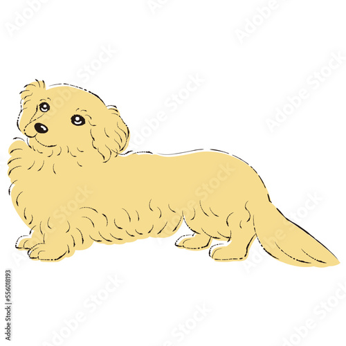 ダップーのイラスト（ダックスフントとトイプードルのミックス犬）