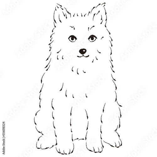 ポンスキーのイラスト（ポメラニアンとシベリアンハスキーのミックス犬）