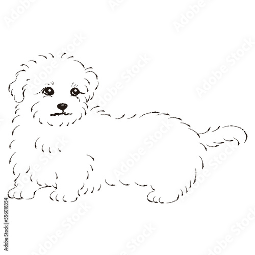 マルックスのイラスト（ダックスフントとマルチーズのミックス犬）