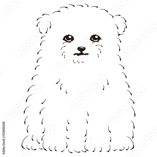 マルポメのイラスト（マルチーズとポメラニアンのミックス犬）