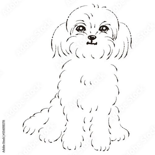 ペキプーのイラスト（ペキニーズとトイプードルのミックス犬）