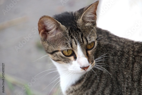 animal gato miau  felis catus © oscaryoshinori