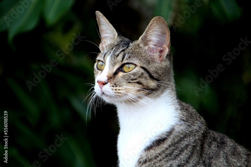 animal gato miau  felis catus photo
