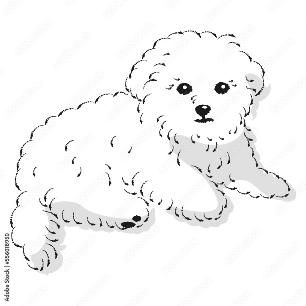 マルプーのイラスト(マルチーズとトイプードルのミックス犬) マルプーのイラスト(マルチーズとトイプードルのミックス犬)