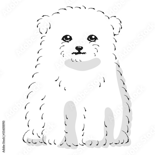マルポメのイラスト（マルチーズとポメラニアンのミックス犬）
