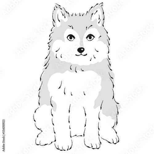 ポンスキーのイラスト（ポメラニアンとシベリアンハスキーのミックス犬）
