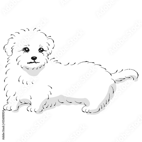 マルックスのイラスト（ダックスフントとマルチーズのミックス犬）