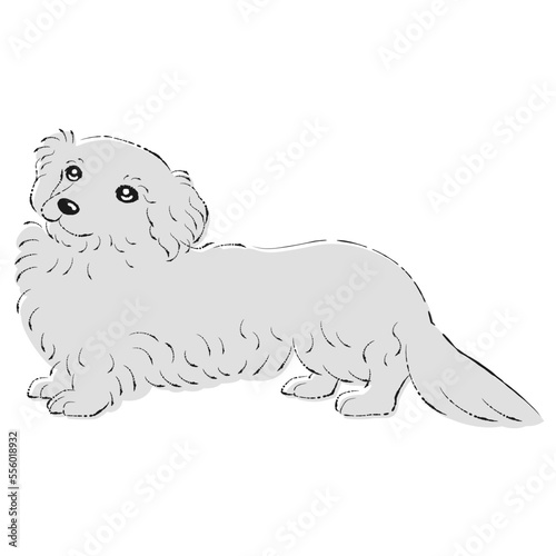 ダップーのイラスト（ダックスフントとトイプードルのミックス犬）