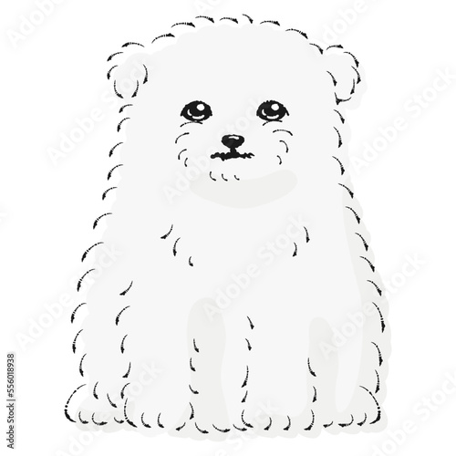 マルポメのイラスト（マルチーズとポメラニアンのミックス犬）
