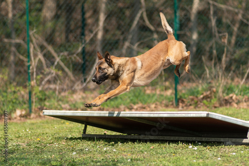 berger belge malinois en  ring