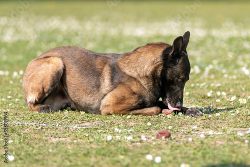 berger belge malinois en ring