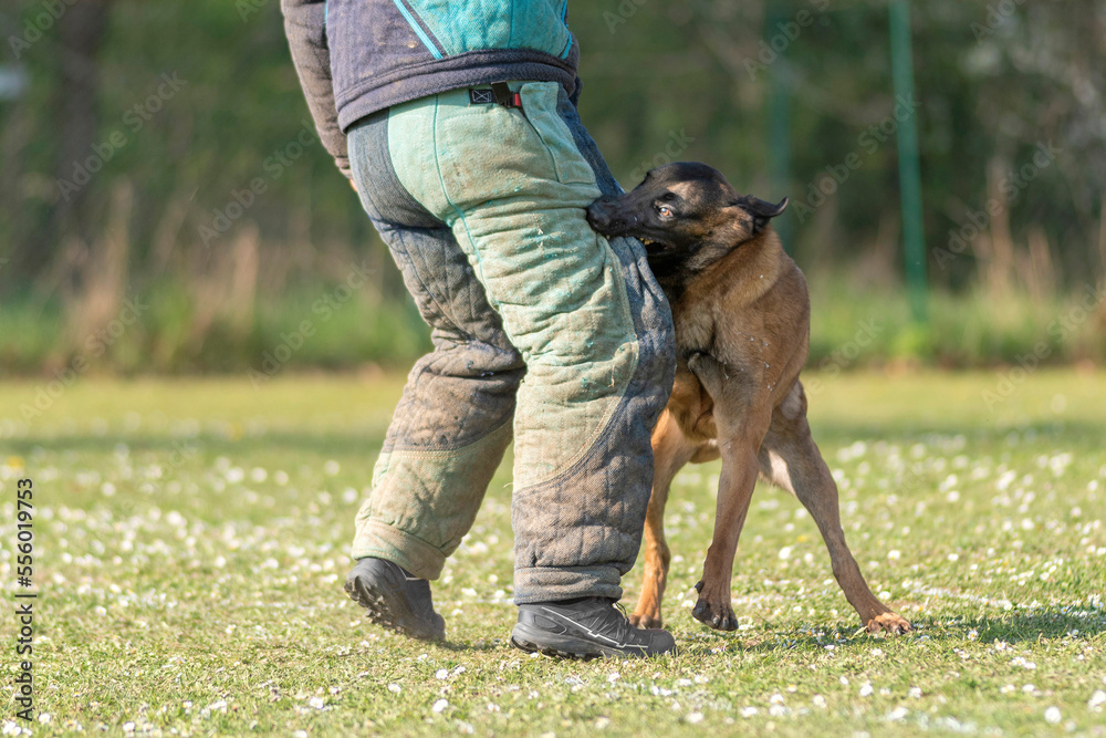 berger belge malinois en ring berger belge malinois en ring
