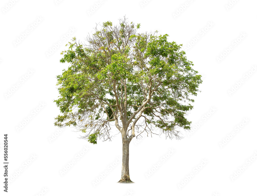 Isolated trees on white background.  tropical tree in the northeast of Thailand, used for design, advertising and architecture