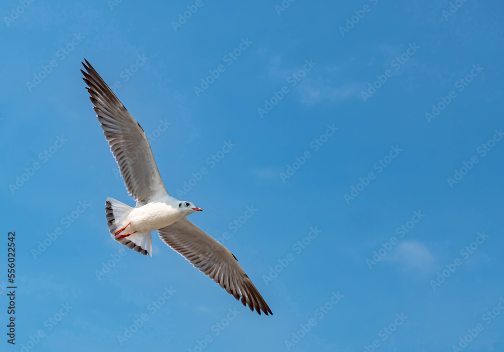 Seagulls flying in the blue sky, chasing after food to eat at Bangpu, Thailand. Seagulls flying in the blue sky, chasing after food to eat at Bangpu, Thailand.