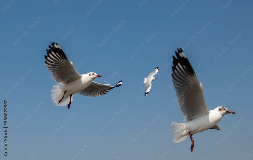 Seagulls flying in the blue sky, chasing after food to eat at Bangpu, Thailand. Seagulls flying in the blue sky, chasing after food to eat at Bangpu, Thailand.
