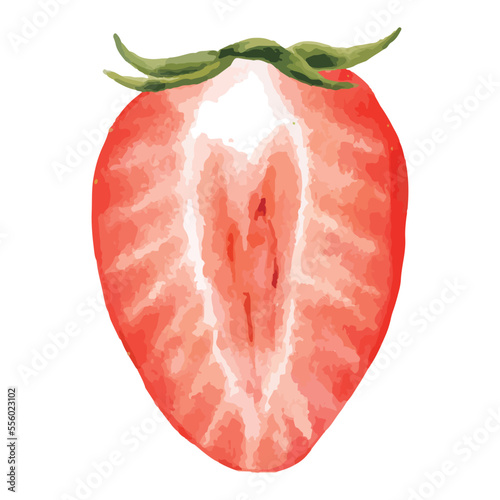 新鮮ないちごの断面の水彩風イラスト　カットフルーツ