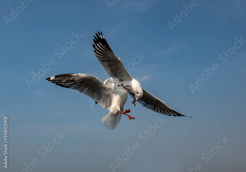 Seagulls flying in the blue sky, chasing after food to eat at Bangpu, Thailand. © Bobbyphotos