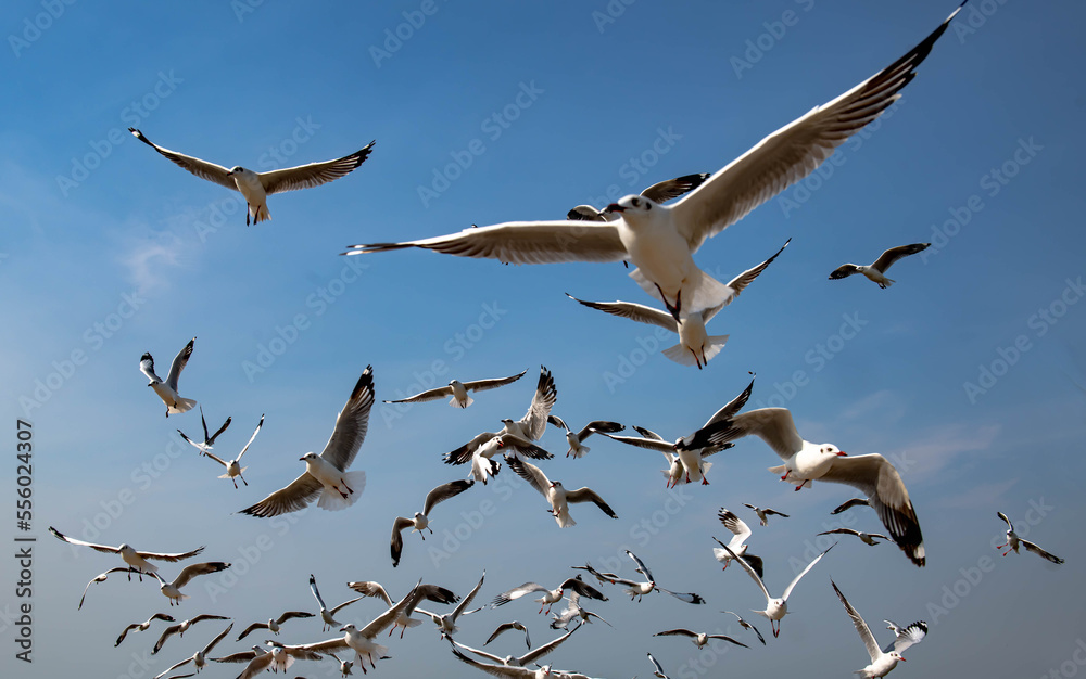 Obraz premium Seagulls flying in the blue sky, chasing after food to eat at Bangpu, Thailand.