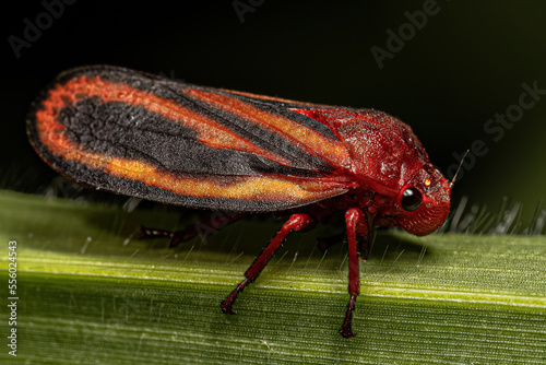 Adult Froghopper Insect