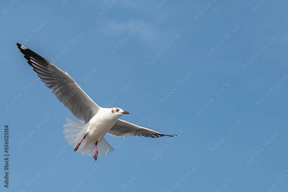 Obraz premium Seagulls flying in the beautiful blue sky