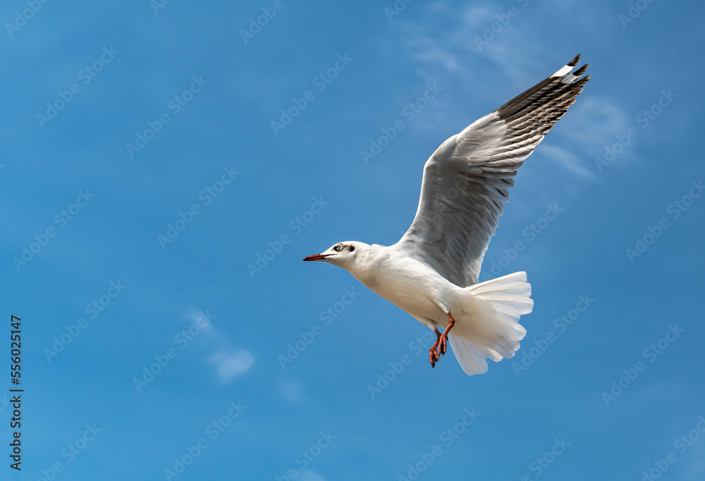 Seagulls flying in the beautiful blue sky Seagulls flying in the beautiful blue sky