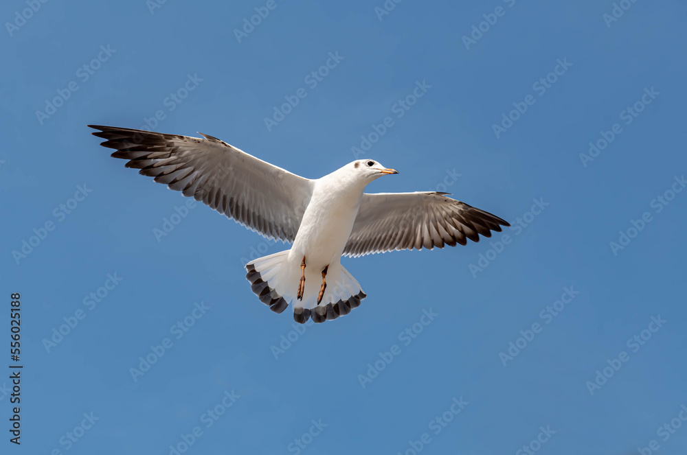 Seagulls flying in the beautiful blue sky Seagulls flying in the beautiful blue sky