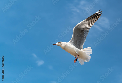 Seagulls flying in the beautiful blue sky