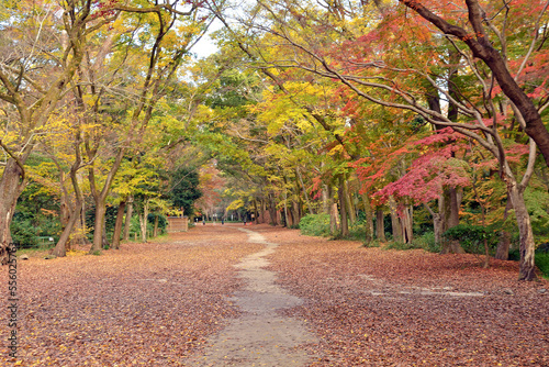 Autumn leaves at Tadasu Forest of Shimogamo Shrine in Kyoto City, Japan photo
