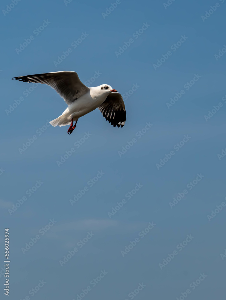 Obraz premium Seagulls flying in the beautiful blue sky