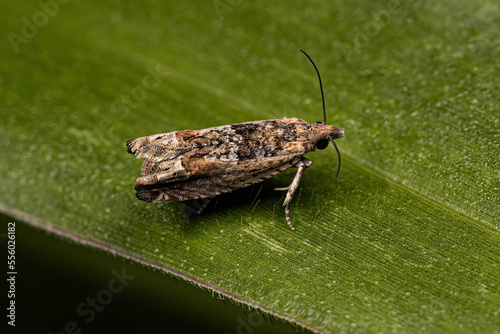 Adult Tortricid Leafroller Moth photo